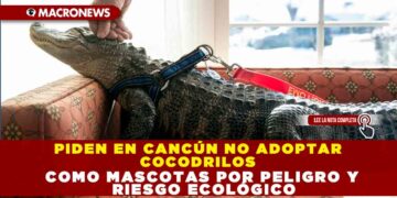 PIDEN EN CANCÚN NO ADOPTAR COCODRILOS COMO MASCOTAS POR PELIGRO Y RIESGO ECOLÓGICO