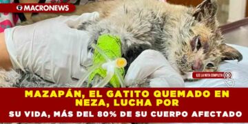 MAZAPÁN, EL GATITO QUEMADO EN NEZA, LUCHA POR SU VIDA, MÁS DEL 80% DE SU CUERPO AFECTADO