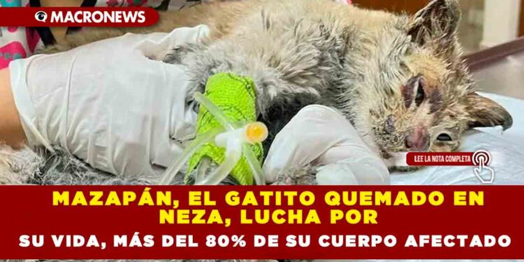 MAZAPÁN, EL GATITO QUEMADO EN NEZA, LUCHA POR SU VIDA, MÁS DEL 80% DE SU CUERPO AFECTADO
