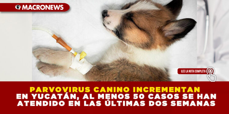 PARVOVIRUS CANINO INCREMENTAN EN YUCATÁN, AL MENOS 50 CASOS SE HAN ATENDIDO EN LAS ÚLTIMAS DOS SEMANAS