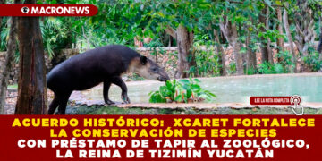 ACUERDO HISTÓRICO:  XCARET FORTALECE LA CONSERVACIÓN DE ESPECIES CON PRÉSTAMO DE TAPIR AL ZOOLÓGICO, LA REINA DE TIZIMÍN YUCATÁN