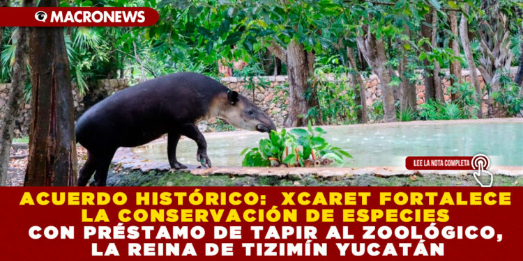 ACUERDO HISTÓRICO:  XCARET FORTALECE LA CONSERVACIÓN DE ESPECIES CON PRÉSTAMO DE TAPIR AL ZOOLÓGICO, LA REINA DE TIZIMÍN YUCATÁN