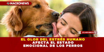 EL OLOR DEL ESTRÉS HUMANO AFECTA EL ESTADO EMOCIONAL DE LOS PERROS