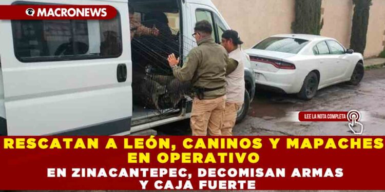 RESCATAN A LEÓN, CANINOS Y MAPACHES EN OPERATIVO EN ZINACANTEPEC, DECOMISAN ARMAS Y CAJA FUERTE