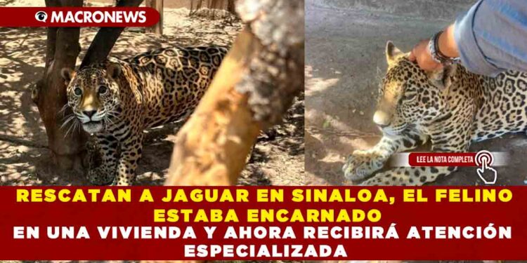 RESCATAN A JAGUAR EN SINALOA, EL FELINO ESTABA ENCARNADO EN UNA VIVIENDA Y AHORA RECIBIRÁ ATENCIÓN ESPECIALIZADA
