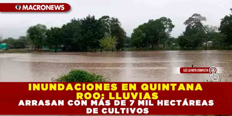 INUNDACIONES EN QUINTANA ROO: LLUVIAS ARRASAN CON MÁS DE 7 MIL HECTÁREAS DE CULTIVOS