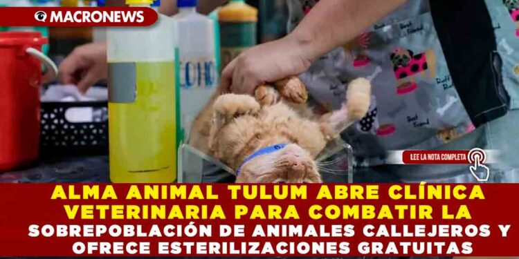 ALMA ANIMAL TULUM ABRE CLÍNICA VETERINARIA PARA COMBATIR LA SOBREPOBLACIÓN DE ANIMALES CALLEJEROS Y OFRECE ESTERILIZACIONES GRATUITAS