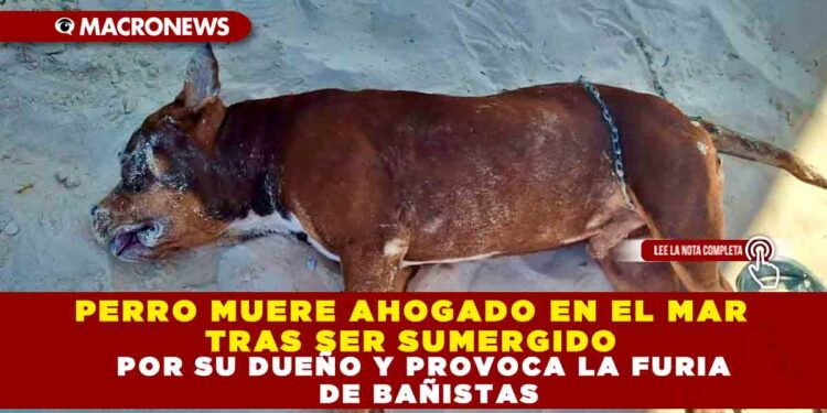 PERRO MUERE AHOGADO EN EL MAR TRAS SER SUMERGIDO POR SU DUEÑO Y PROVOCA LA FURIA DE BAÑISTAS