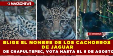 ELIGE EL NOMBRE DE LOS CACHORROS DE JAGUAR DE CHAPULTEPEC, VOTA HASTA EL 6 DE AGOSTO