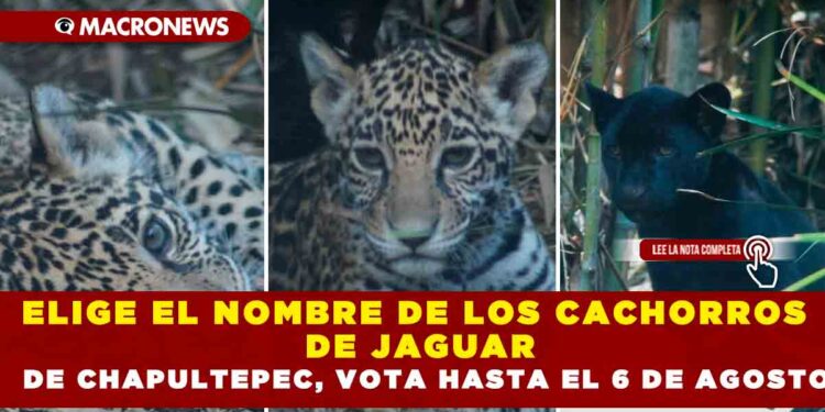 ELIGE EL NOMBRE DE LOS CACHORROS DE JAGUAR DE CHAPULTEPEC, VOTA HASTA EL 6 DE AGOSTO