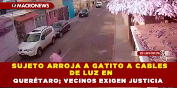 SUJETO ARROJA A GATITO A CABLES DE LUZ EN QUERÉTARO; VECINOS EXIGEN JUSTICIA