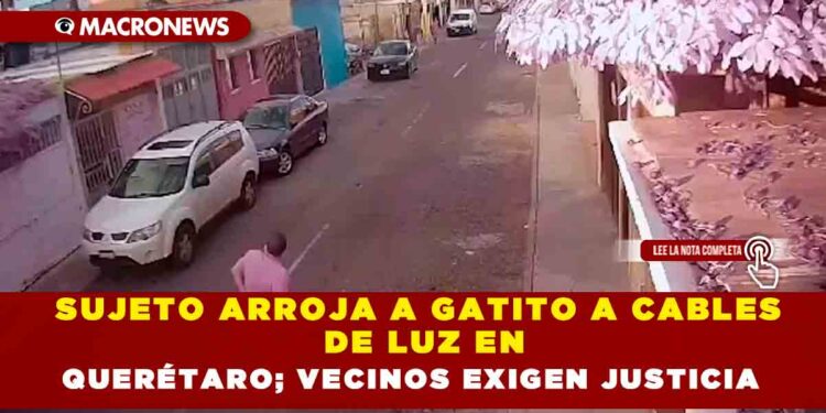 SUJETO ARROJA A GATITO A CABLES DE LUZ EN QUERÉTARO; VECINOS EXIGEN JUSTICIA
