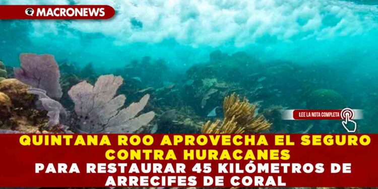 QUINTANA ROO APROVECHA EL SEGURO CONTRA HURACANES PARA RESTAURAR 45 KILÓMETROS DE ARRECIFES DE CORAL