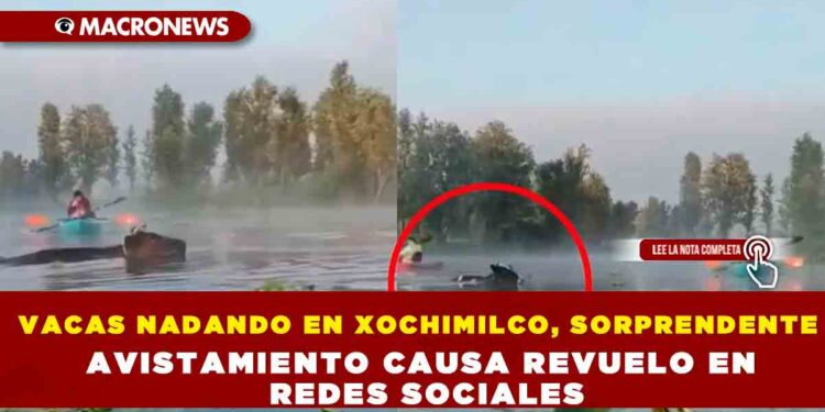 VACAS NADANDO EN XOCHIMILCO, SORPRENDENTE AVISTAMIENTO CAUSA REVUELO EN REDES SOCIALES