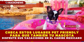 CHECA ESTOS LUGARES PET FRIENDLY PARA QUE TAMBIÉN TU MASCOTA DISFRUTE SUS VACACIONES EN EL CARIBE MEXICANO