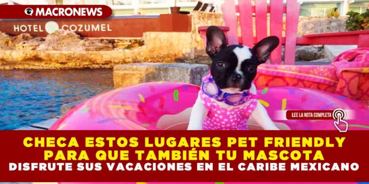 CHECA ESTOS LUGARES PET FRIENDLY PARA QUE TAMBIÉN TU MASCOTA DISFRUTE SUS VACACIONES EN EL CARIBE MEXICANO