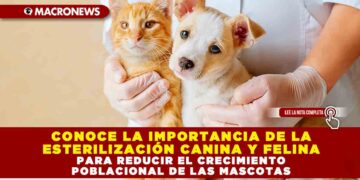 CONOCE LA IMPORTANCIA DE LA ESTERILIZACIÓN CANINA Y FELINA PARA REDUCIR EL CRECIMIENTO POBLACIONAL DE LAS MASCOTAS