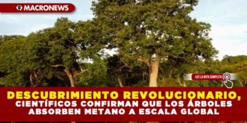 DESCUBRIMIENTO REVOLUCIONARIO, CIENTÍFICOS CONFIRMAN QUE LOS ÁRBOLES ABSORBEN METANO A ESCALA GLOBAL