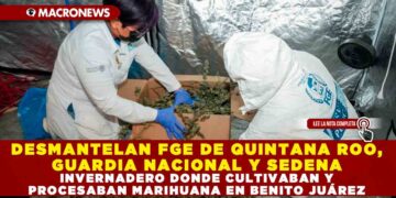 DESMANTELAN FGE DE QUINTANA ROO, GUARDIA NACIONAL Y SEDENA INVERNADERO DONDE CULTIVABAN Y PROCESABAN MARIHUANA EN BENITO JUÁREZ
