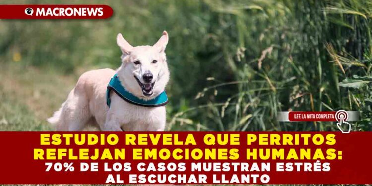 ESTUDIO REVELA QUE PERRITOS REFLEJAN EMOCIONES HUMANAS: 70% DE LOS CASOS MUESTRAN ESTRÉS AL ESCUCHAR LLANTO