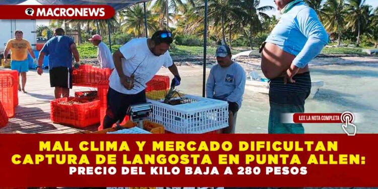 MAL CLIMA Y MERCADO DIFICULTAN CAPTURA DE LANGOSTA EN PUNTA ALLEN: PRECIO DEL KILO BAJA A 280 PESOS
