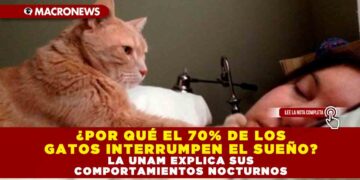 ¿POR QUÉ EL 70% DE LOS GATOS INTERRUMPEN EL SUEÑO? LA UNAM EXPLICA SUS COMPORTAMIENTOS NOCTURNOS