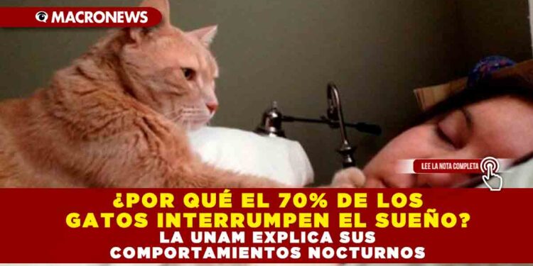 ¿POR QUÉ EL 70% DE LOS GATOS INTERRUMPEN EL SUEÑO? LA UNAM EXPLICA SUS COMPORTAMIENTOS NOCTURNOS