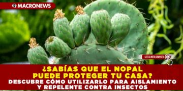 ¿SABÍAS QUE EL NOPAL PUEDE PROTEGER TU CASA? DESCUBRE CÓMO UTILIZARLO PARA AISLAMIENTO Y REPELENTE CONTRA INSECTOS