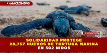 SOLIDARIDAD PROTEGE 28,757 HUEVOS DE TORTUGA MARINA EN 302 NIDOS