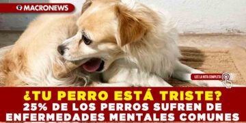 ¿TU PERRO ESTÁ TRISTE? 25% DE LOS PERROS SUFREN DE ENFERMEDADES MENTALES COMUNES