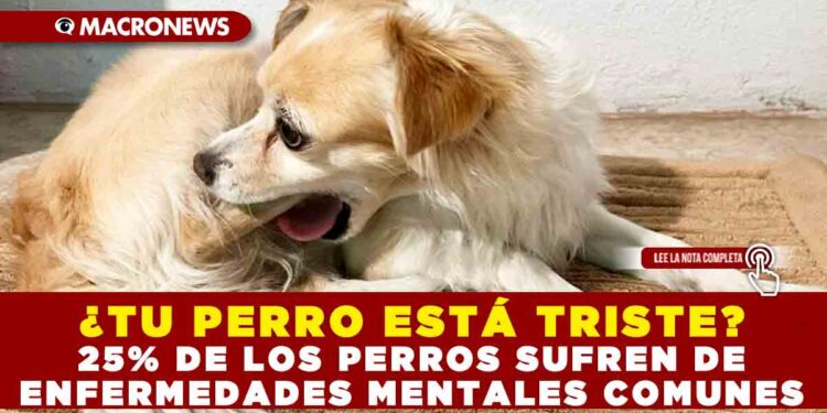 ¿TU PERRO ESTÁ TRISTE? 25% DE LOS PERROS SUFREN DE ENFERMEDADES MENTALES COMUNES
