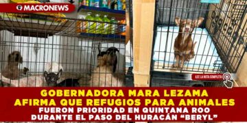 GOBERNADORA MARA LEZAMA AFIRMA QUE REFUGIOS PARA ANIMALES FUERON PRIORIDAD EN QUINTANA ROO DURANTE EL PASO DEL HURACÁN “BERYL”