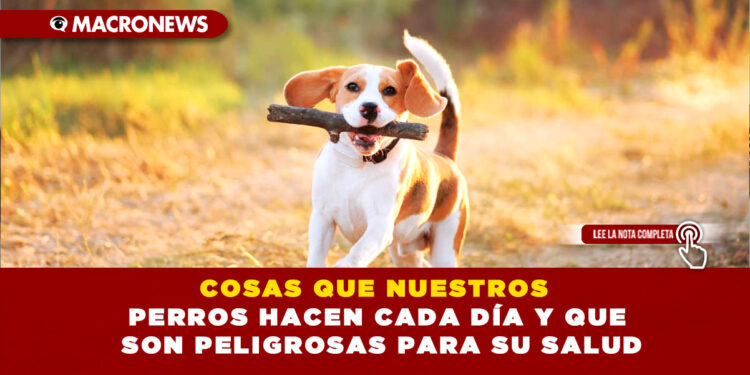 COSAS QUE NUESTROS PERROS HACEN CADA DÍA Y QUE SON PELIGROSAS PARA SU SALUD