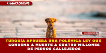 TURQUÍA APRUEBA UNA POLÉMICA LEY QUE CONDENA A MUERTE A CUATRO MILLONES DE PERROS CALLEJEROS