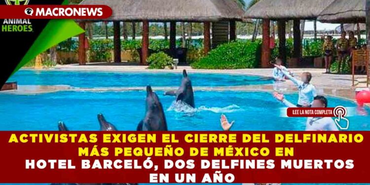 ACTIVISTAS EXIGEN EL CIERRE DEL DELFINARIO MÁS PEQUEÑO DE MÉXICO EN HOTEL BARCELÓ, DOS DELFINES MUERTOS EN UN AÑO