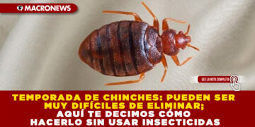 TEMPORADA DE CHINCHES: PUEDEN SER MUY DIFÍCILES DE ELIMINAR; AQUÍ TE DECIMOS CÓMO HACERLO SIN USAR INSECTICIDAS