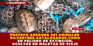 PROFEPA ASEGURA 261 ANIMALES SILVESTRES CATALOGADOS COMO EN PELIGRO DE EXTINCIÓN, OCULTOS EN MALETAS DE VIAJE