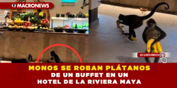MONOS SE ROBAN PLÁTANOS DE UN BUFFET EN UN HOTEL DE LA RIVIERA MAYA