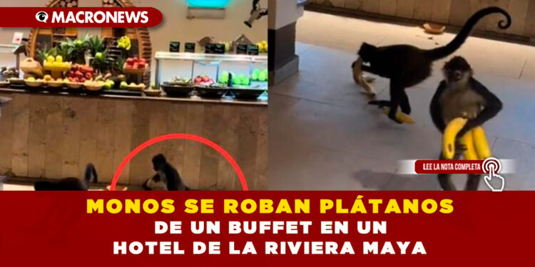 MONOS SE ROBAN PLÁTANOS DE UN BUFFET EN UN HOTEL DE LA RIVIERA MAYA
