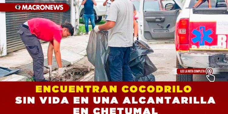 ENCUENTRAN COCODRILO SIN VIDA EN UNA ALCANTARILLA EN CHETUMAL