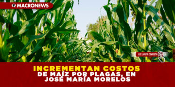 INCREMENTAN COSTOS DE MAÍZ POR PLAGAS, EN JOSÉ MARÍA MORELOS