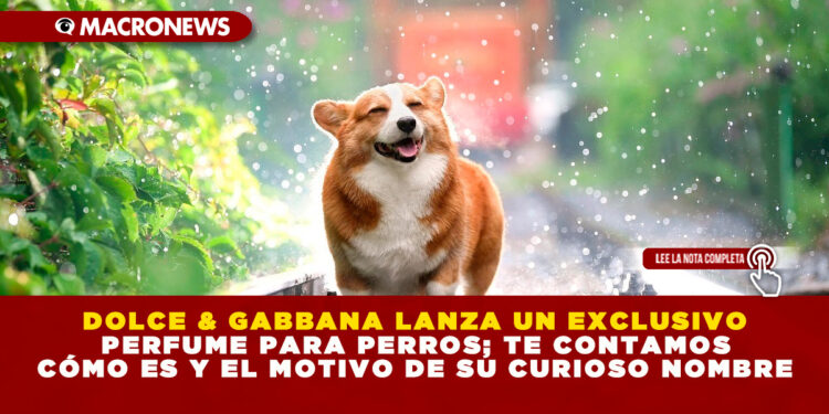 DOLCE & GABBANA LANZA UN EXCLUSIVO PERFUME PARA PERROS; TE CONTAMOS CÓMO ES Y EL MOTIVO DE SU CURIOSO NOMBRE