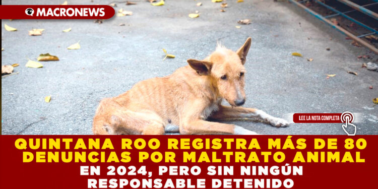 QUINTANA ROO REGISTRA MÁS DE 80 DENUNCIAS POR MALTRATO ANIMAL EN 2024, PERO SIN NINGÚN RESPONSABLE DETENIDO