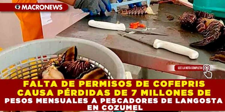 FALTA DE PERMISOS DE COFEPRIS CAUSA PÉRDIDAS DE 7 MILLONES DE PESOS MENSUALES A PESCADORES DE LANGOSTA EN COZUMEL