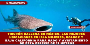 TIBURÓN BALLENA EN MÉXICO, LAS MEJORES UBICACIONES EN ISLA MUJERES, HOLBOX Y BAJA CALIFORNIA PARA NADO Y AVISTAMIENTO DE ESTA ESPECIE DE 12 METROS