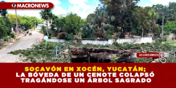 SOCAVÓN EN XOCÉN, YUCATÁN; LA BÓVEDA DE UN CENOTE COLAPSÓ TRAGÁNDOSE UN ÁRBOL SAGRADO