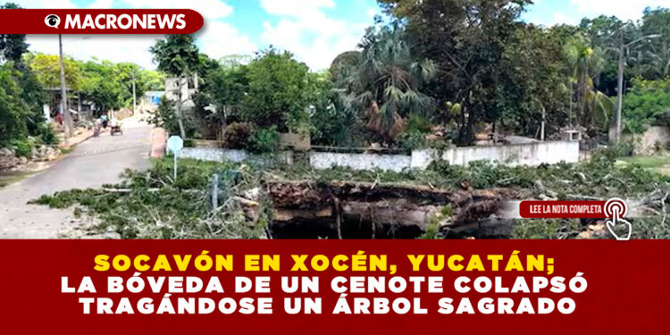 SOCAVÓN EN XOCÉN, YUCATÁN; LA BÓVEDA DE UN CENOTE COLAPSÓ TRAGÁNDOSE UN ÁRBOL SAGRADO