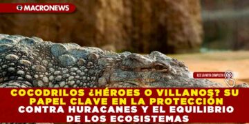 COCODRILOS ¿HÉROES O VILLANOS? SU PAPEL CLAVE EN LA PROTECCIÓN CONTRA HURACANES Y EL EQUILIBRIO DE LOS ECOSISTEMAS
