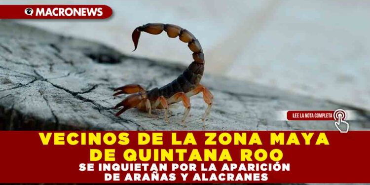 VECINOS DE LA ZONA MAYA DE QUINTANA ROO SE INQUIETAN POR LA APARICIÓN DE ARAÑAS Y ALACRANES