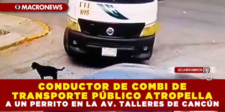 CONDUCTOR DE COMBI DE TRANSPORTE PÚBLICO ATROPELLA A UN PERRITO EN LA AV. TALLERES DE CANCÚN, BUSCAN AL RESPONSABLE